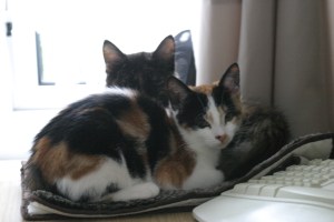 58be95bb82fecb872d469cad7d6385fb