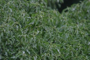 b356f785330c57123bc700fd2eb5601d