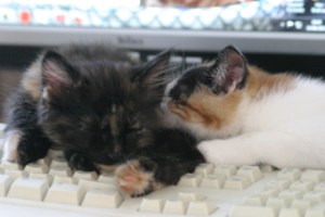 ef23ddbef4304995e2240a5a60b692a3