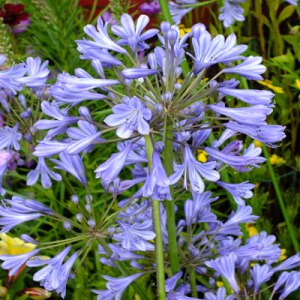 Agapanthus-umbellatus-2