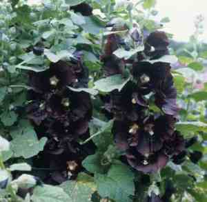 alcea rosea nigra