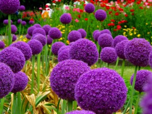 allium giganteum