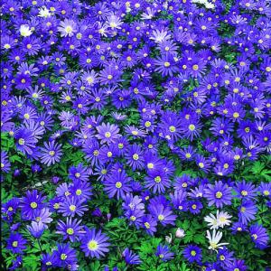 anemone blanda blue