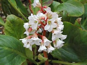 Bergenia 'Bressingham White'