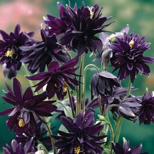 black-barlow-columbine