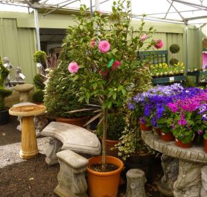 CamelliaPinkLollipop