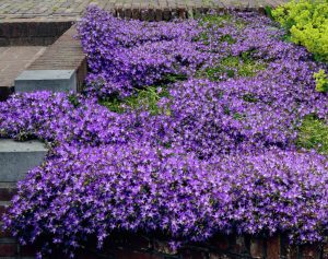 Campanula poscharskyana Blauranke