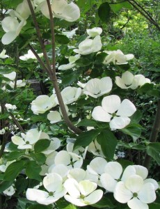 cornus venus