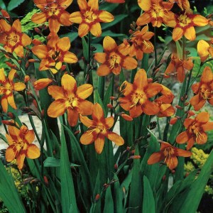 crocosmia-emily-mckenzie