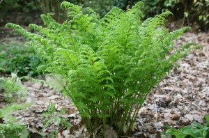 dryopteris affinis cristata the king
