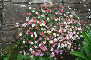 erigeron karvinskianus, fleabane