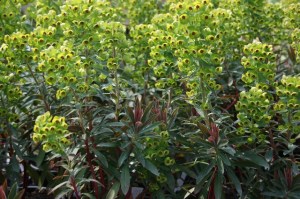 euphorbia x martinii