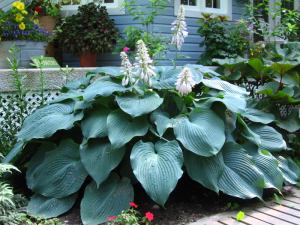 hosta blue angel