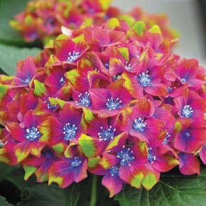 hydrangea macrophylla glam rock
