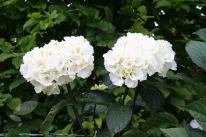 hydrangea macrophylla zebra