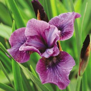 Iris_Sibirica_Temper_Tantrum