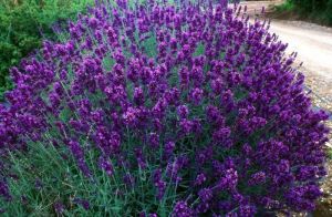 lavandula__Hidcote