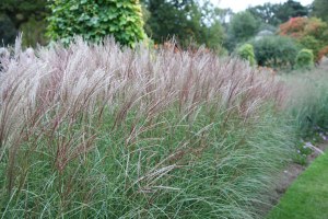 miscanthus sinensis chinese silver
