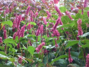 persicaria amplexicaulis inverleith