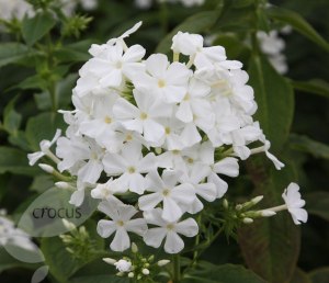 phlox paniculata fujiyama