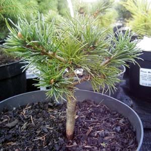 Pinus Parv. Hobbit Conifer