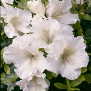 rhododendron gumpo white