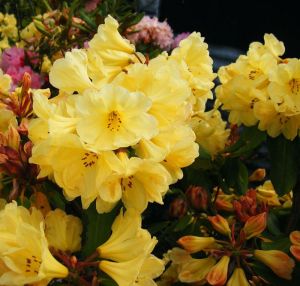 RhododendronGoldenWedding2