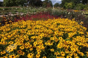 rudbeckia fulgida var. deamii