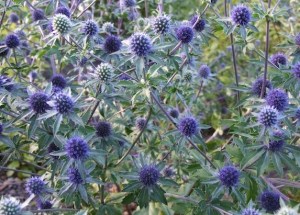 Seaholly Eryngium planum