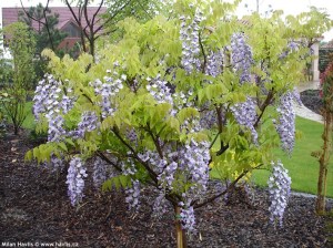 wisteria floribunda domino