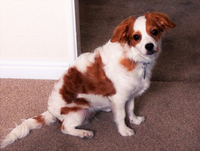 10542693_919553014725833_6267297834542028336_o1